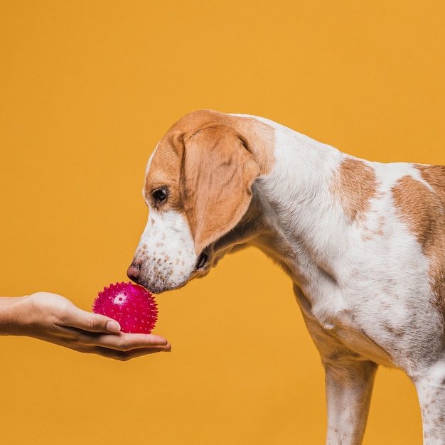 Hand, die einem Hund einen Gummiball anbietet