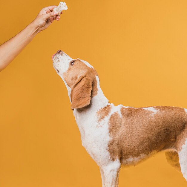 Hand, die einen Knochen für Hund hält