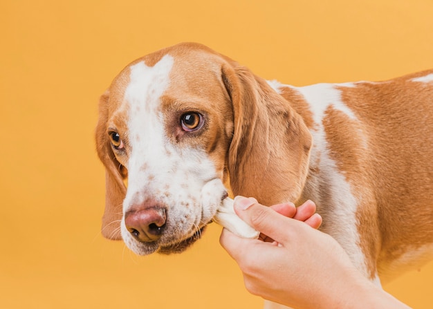 Hand, die einen Knochen vom Hundemund nimmt