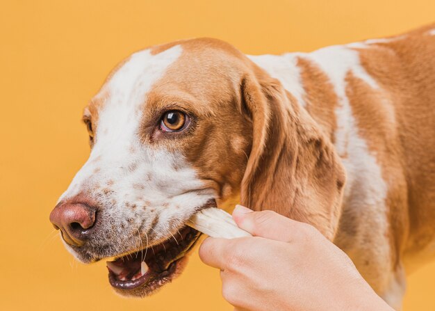 Hand, die einen Knochen vom Hundemund nimmt