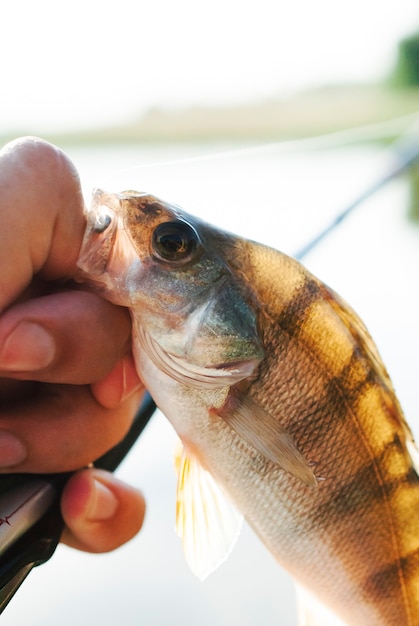 Hand, die gefangene Fische im Haken hält