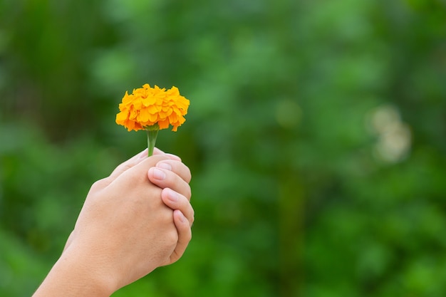 Hand, die gelbe schöne blühende Blumen unter Natur hält