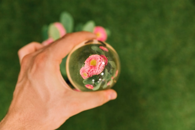 Hand, die Glaskugel über der rosa Blume hält