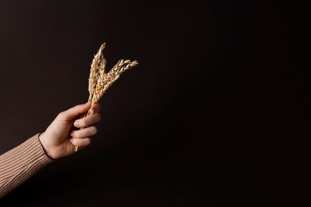 Hand, die Körner mit Kopienraum hält