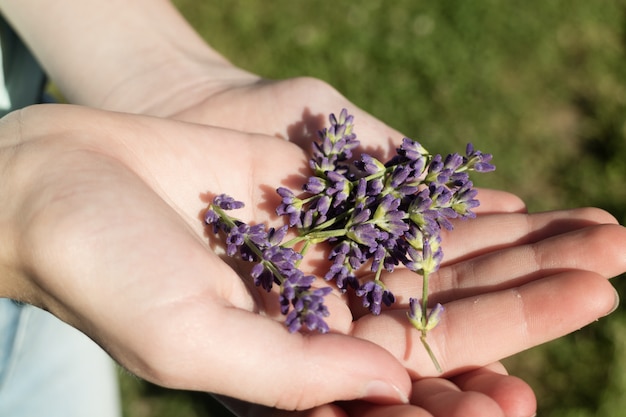 Hand, die lila englische Lavendelblumen hält