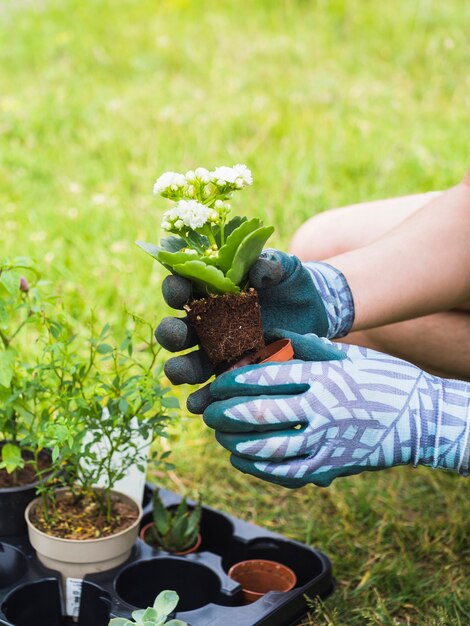 Hand, die Schössling vom Topf am Garten hält