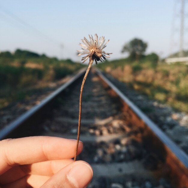 Hand, die Trockenblume hält