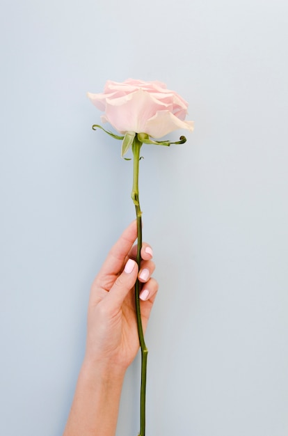 Kostenloses Foto hand, die vorderansicht der schönen rose hält