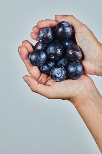 Hand hält frische Pflaumen auf grau.