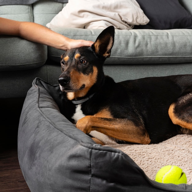 Hand streichelt niedlichen Hund hautnah