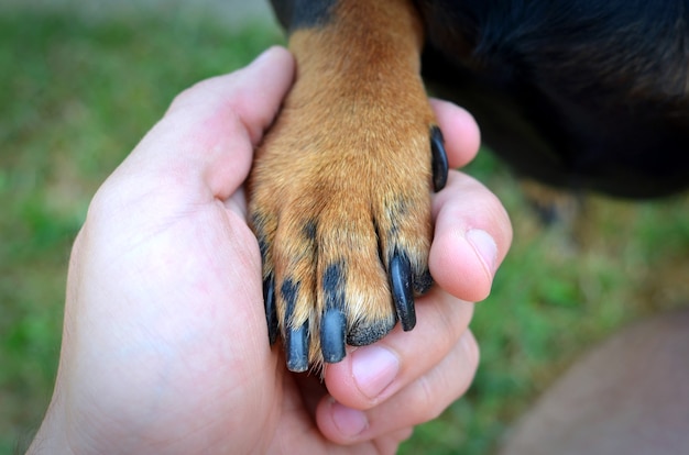 Handschlag von Menschenhand und Hundepfote