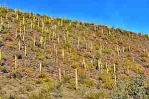 Kostenloses Foto hang von saguaros