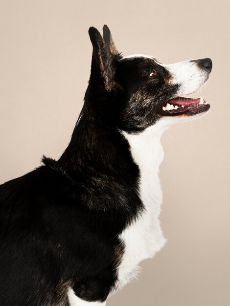 Happy Cardigan Welsh Corgi Hund