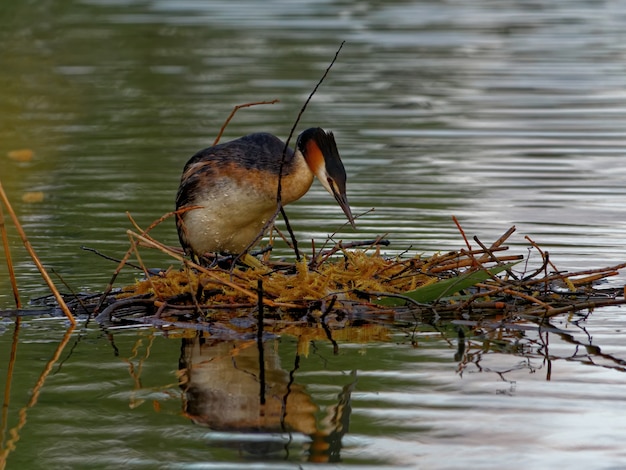 Kostenloses Foto haubentaucher im see tagsüber