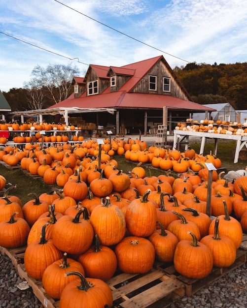 Haufen leuchtend orangefarbener Kürbisse im Hof und ein Privathaus in der Natur im Herbst