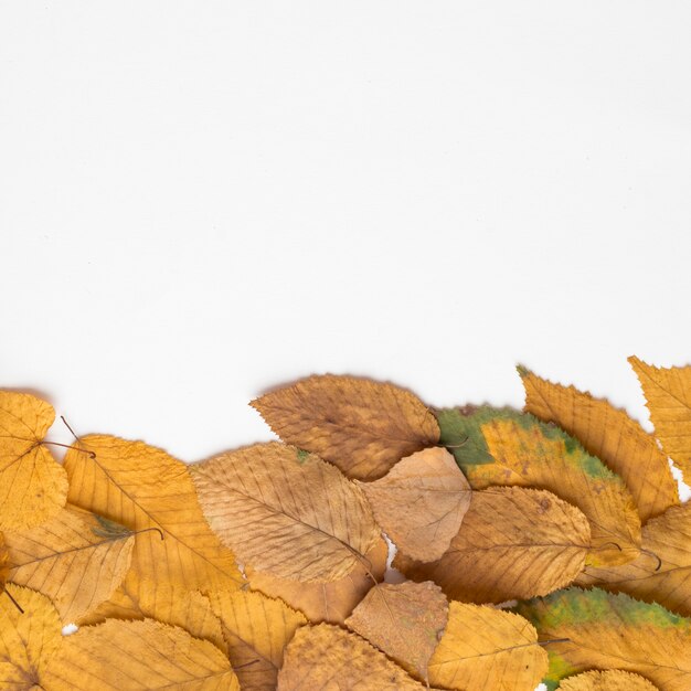 Haufen von getrockneten Herbstblättern