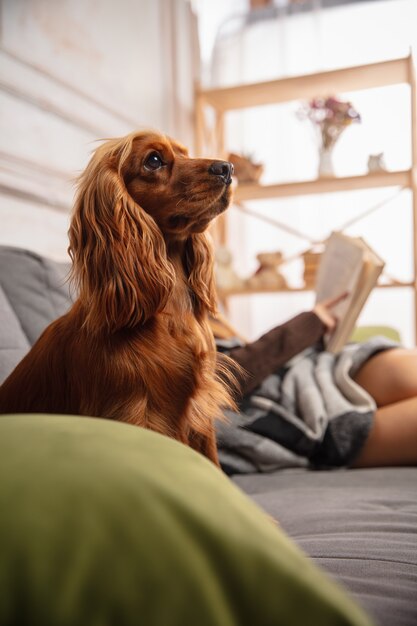 Hauptporträt des niedlichen Mädchens, das mit Puppyon das Sofa umarmt, mit modernen Geräten, Geräten und Spaß hat. Pet's Liebe, Jugendkultur, Wohnkomfort und Fernunterrichtskonzept.