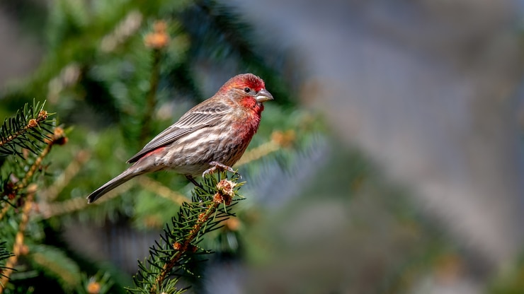 Kostenlose Foto hausfinkenvogel