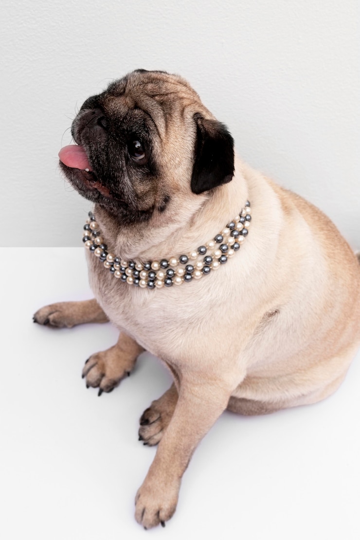 Kostenlose Foto haushund mit kette