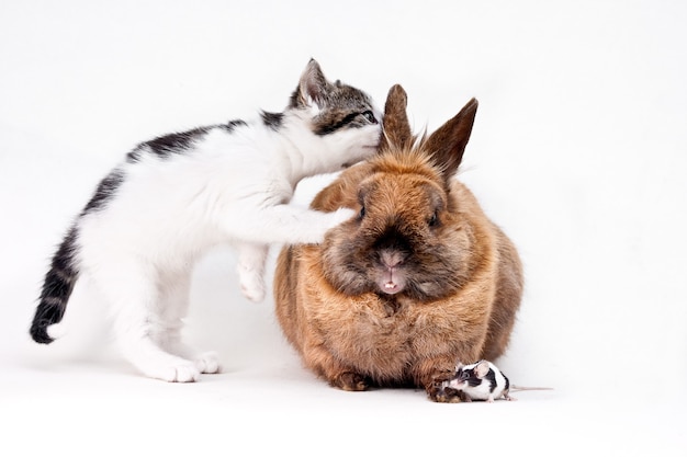 Hauskatze, die neugierig in das Ohr eines Kaninchens schaut, mit einer winzigen Maus auf dem Boden