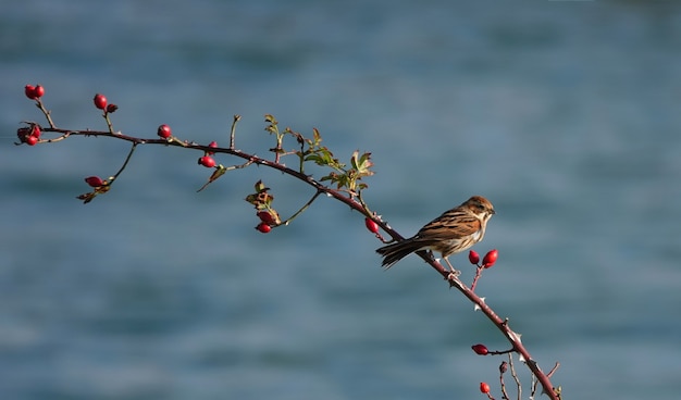 Haussperling thront auf einem ast mit beeren