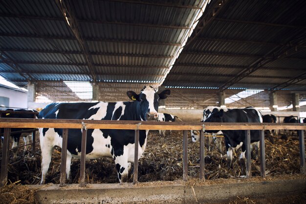 Haustiere, die Heu auf Rinderfarm essen