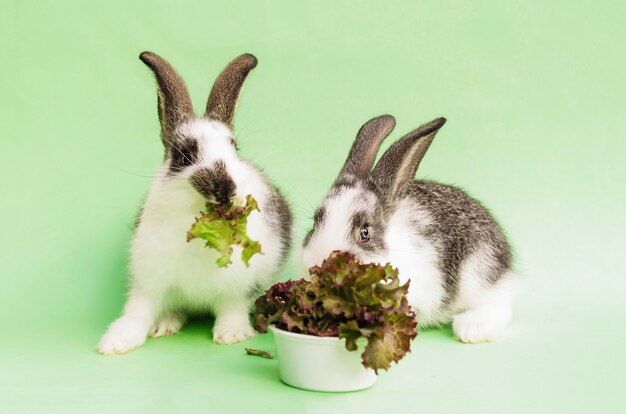 Kaninchen In Einem Papierkasten Auf Grunem Gras Fur Ostern Kostenlose Foto