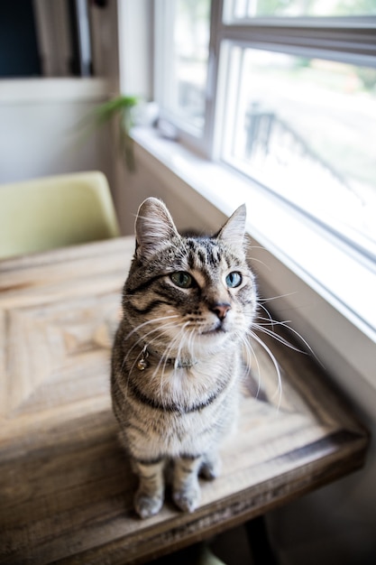 Haustierkatze, die auf tisch sitzt