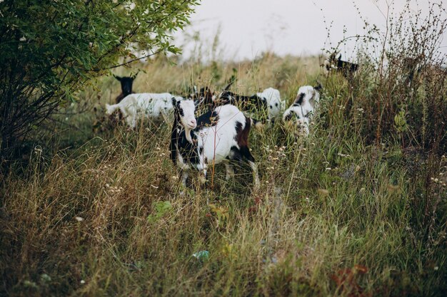 Hausziegen, die auf der Farm gehen