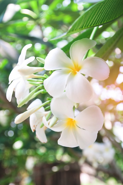 Hawaii plumeria blatt blüte mit blumen