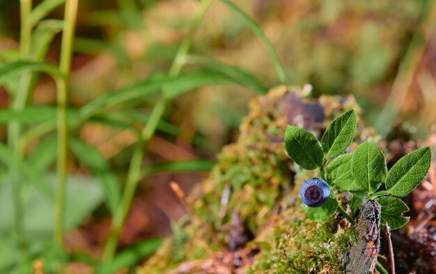 Heidelbeeren schließen natürlichen Hintergrund mit Kopierraum Hochsommer beim Pflücken wilder Beeren im nördlichen Wald Skandinaviens Idee für Tapeten oder Neuigkeiten über das Waldökosystem