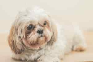 Kostenloses Foto hellbrauner hund der mal-shih-rasse vor einer weißen wand