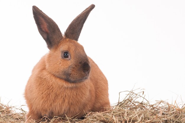Seitenansicht Eines Hasen Der Auf Gras Sitzt Kostenlose Foto