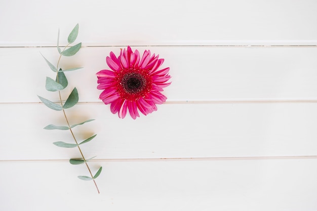 Kostenloses Foto helle einzelne blume mit grünem zweig