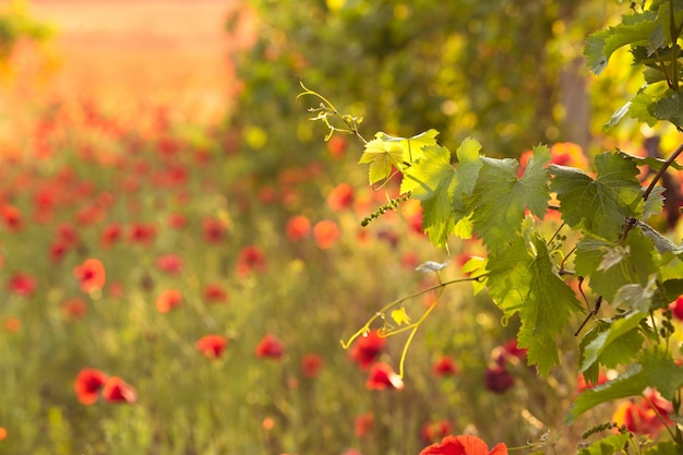 Helle rote Mohnblumen in einem Weinberg.