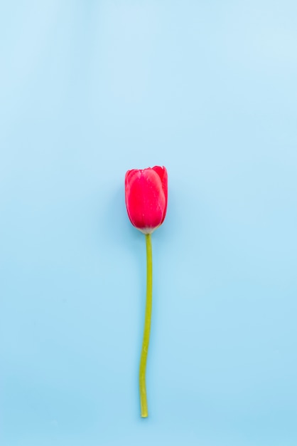 Kostenloses Foto helle rote tulpe mit geschnittenem stamm