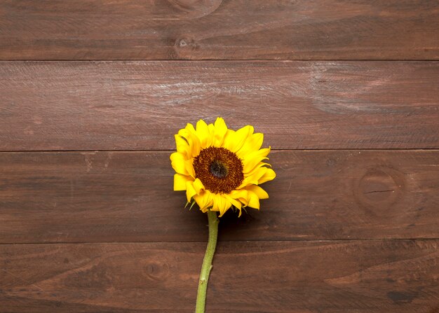 Helle Sonnenblume auf hölzernem Hintergrund