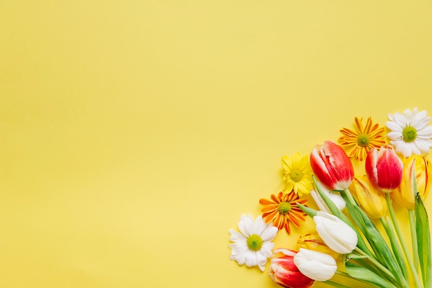 Kostenloses Foto helle tulpen mit gänseblümchen in der ecke