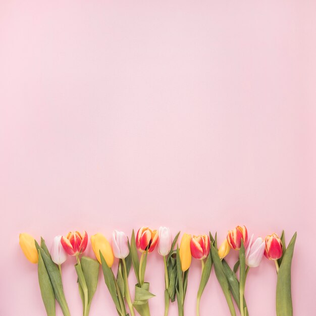 Helle Tulpenblumen auf rosa Tabelle