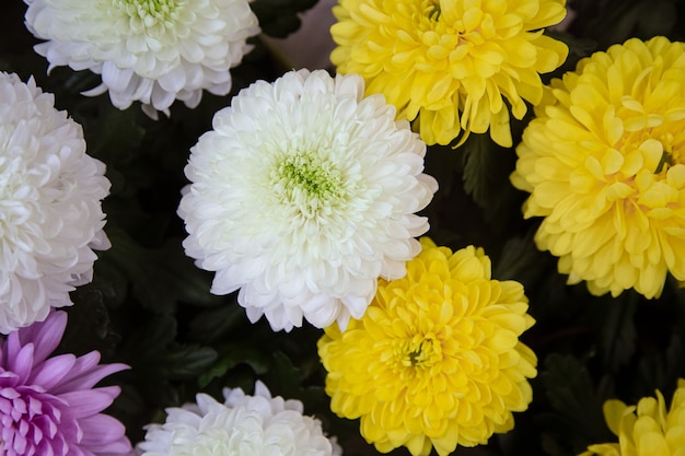 Heller Hintergrund mit viel Chrysanthemenblumenbeschaffenheit. Konzept abstrakter Hintergrund mit natürlicher Vegetation, Blumen.