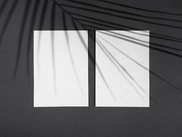 Heller schwarzer Hintergrund mit weißen freien Räumen des Papiers und eines Ficusblattschattens
