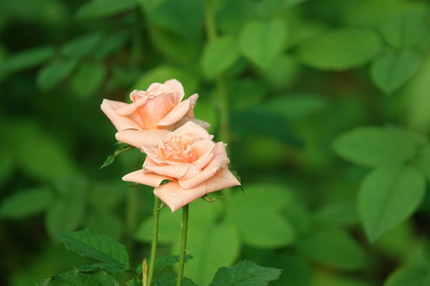 Hellrosa Blüten mit Wassertropfen