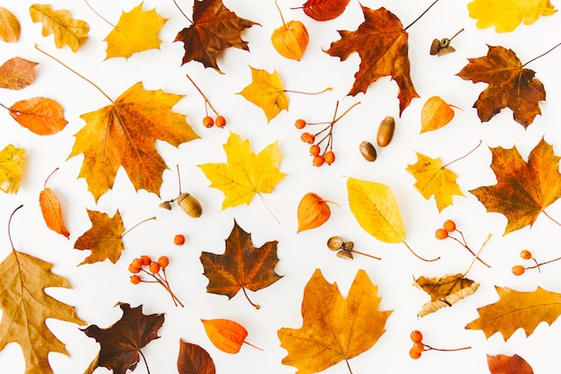 Herbst flach legen Hintergrund auf Weiß