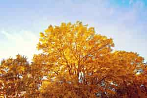 Kostenloses Foto herbst im wald.