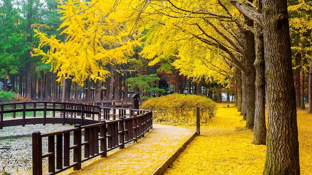 Herbst mit Ginkgobaum in Nami Island, Korea.