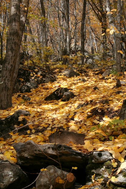 Herbst Umwelt Hintergrund im Freien Wald