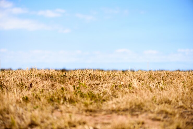Kostenlose Foto herbst wiese hintergrund