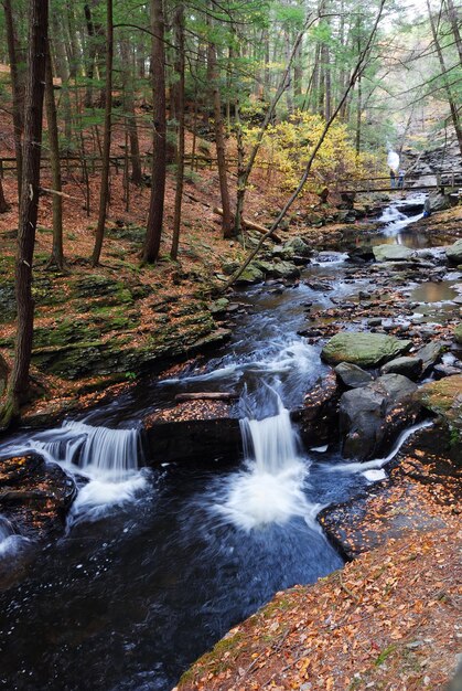 Herbstbach im Wald mit Laub