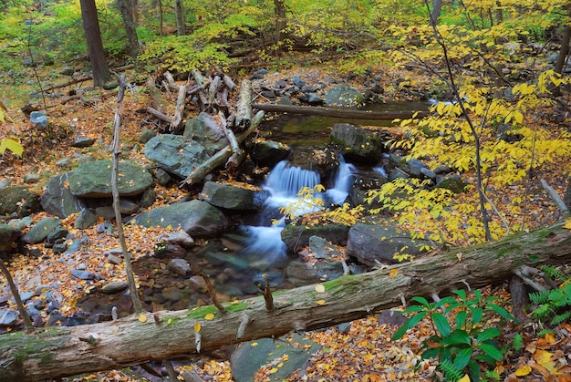 Herbstbach-Nahaufnahme mit gelben Ahornbäumen und Laub auf Felsen im Wald mit Ästen.