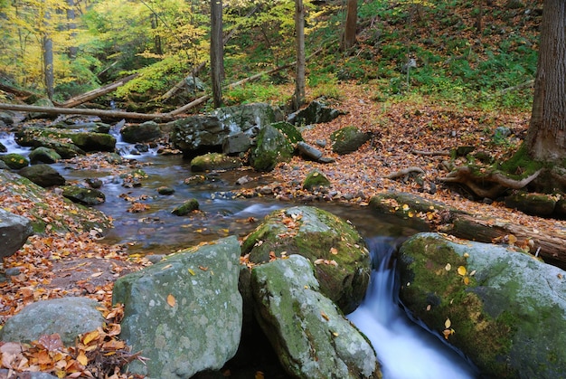 Herbstbach-Nahaufnahme mit gelben Ahornbäumen und Laub auf Felsen im Wald mit Ästen.